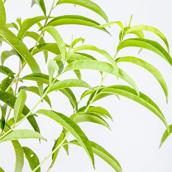 PERFECT PLANTS Flordacrest Peach Tree Live Plant, Produces Fruit, 4-5ft, Green