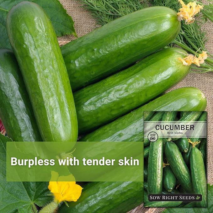 Sow Right Seeds - Beit Alpha Cucumber Seeds for Planting - Non-GMO Heirloom Packet with Instructions to Plant and Grow a Home Vegetable Garden - Start Indoors, Plant Outdoors with Trellis (4)