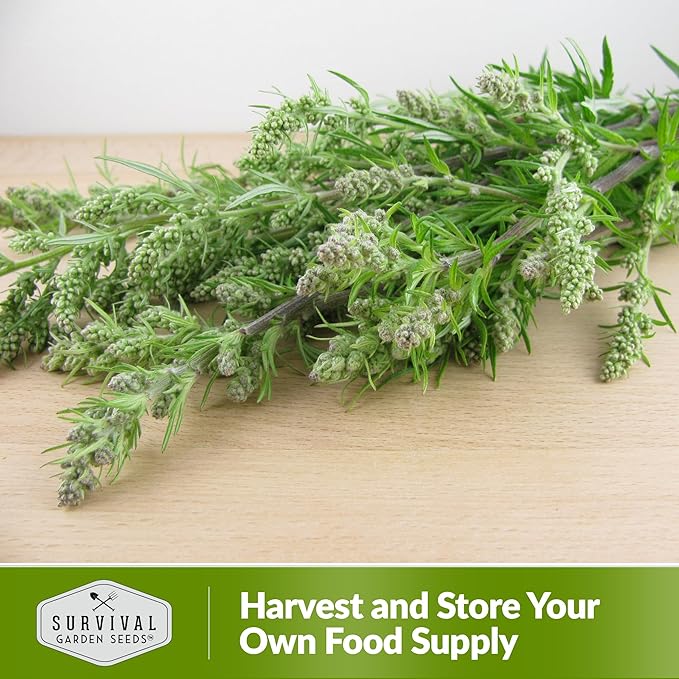 Common Mugwort Seed for Planting - 3 Packets with Instructions to Plant and Grow Artemisia Vulgaris in Your Home Vegetable Garden - Non-GMO Heirloom Variety - Survival Garden Seeds