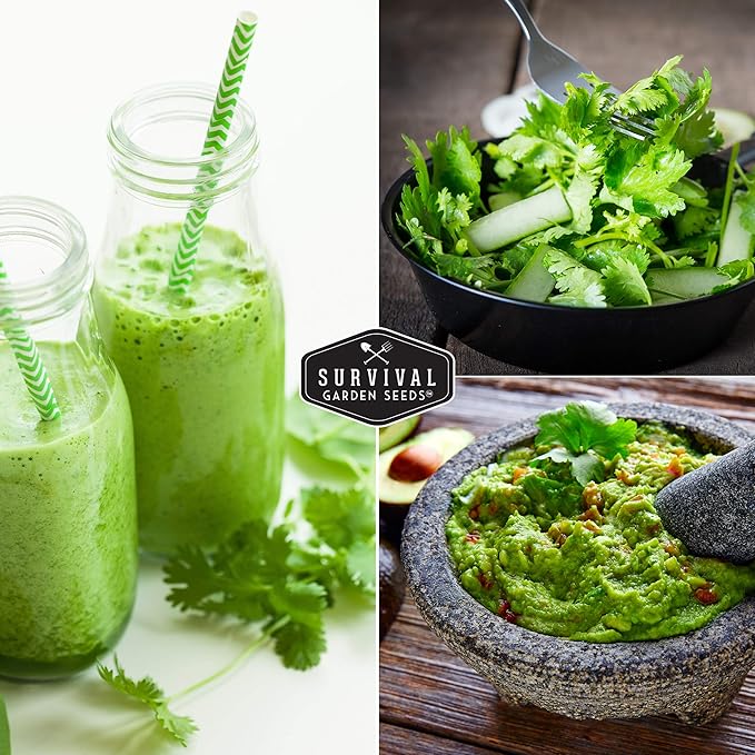 Survival Garden Seeds - Cilantro Seed for Planting - Packet with Instructions to Plant and Grow Coriandrum Sativum in Your Home Vegetable Garden - Non-GMO Heirloom Variety - 1 Pack - Cilantro Plant