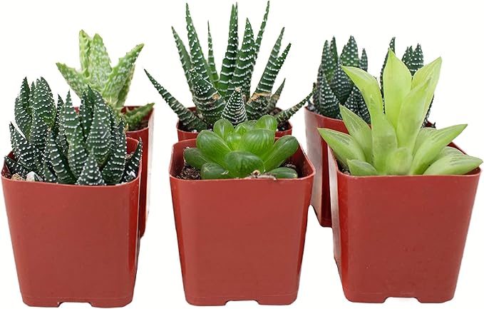 Shop Succulents | Haworthia Collection | Assortment of Hand Selected, Fully Rooted Alluring Miniature Aloe Live Indoor Succulent Plants, 6-Pack,