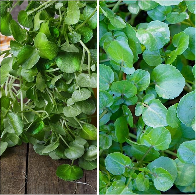 Seed Needs Watercress Seeds for Planting - Non-GMO, Heirloom & Untreated - Organically Grow Your own Culinary Herb Garden Indoors or Outdoors (2 Packs)