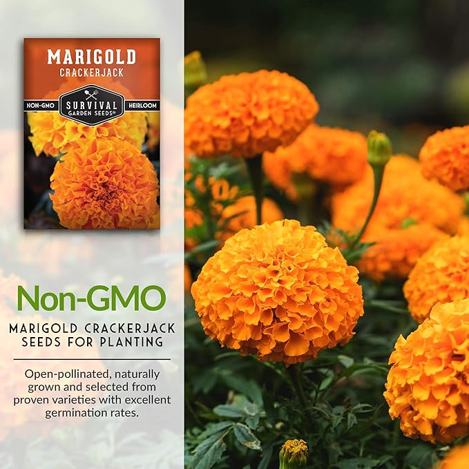 Survival Garden Seeds - Crackerjack Marigold Seed for Planting - 3 Packs with Instructions to Plant and Grow in Your Home Vegetable Garden - Non-GMO Heirloom Variety