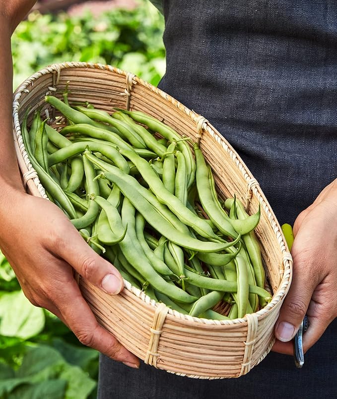 Burpee Stringless Green Pod Bush Bean Seeds 8 ounces of seed