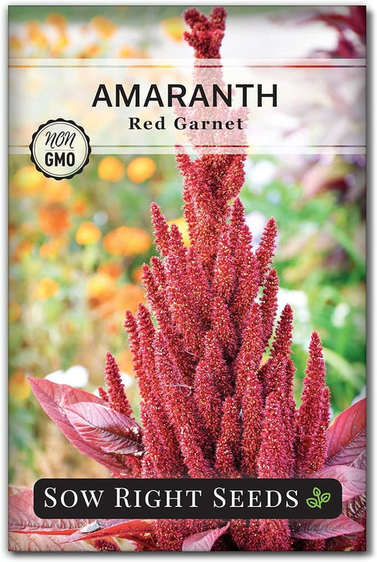 Sow Right Seeds - Red Garnet Amaranth Seeds for Planting - Non-GMO Heirloom Packet with Instructions to Plant & Grow an Outdoor Home Vegetable Garden - Colorful & Unique - Trailing Variety (1)