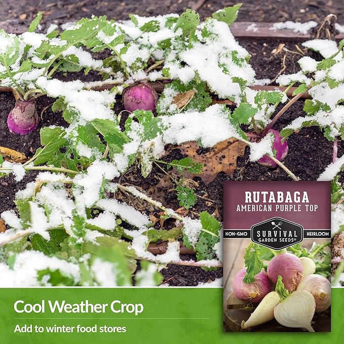 Survival Garden Seeds - 5 Packs American Purple Rutabaga Seed for Planting with Instructions to Grow Brassica Napus in Your Home Vegetable Garden - Non-GMO Heirloom Variety