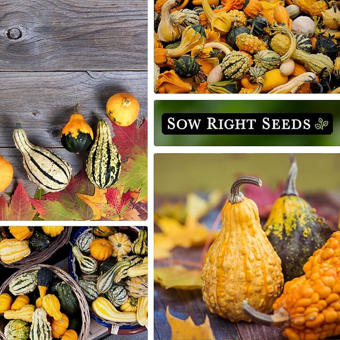 Sow Right Seeds - Decorative Small Gourds Mix Seed for Planting - Non-GMO Heirloom Packet with Instructions to Plant & Grow an Outdoor Home Vegetable Garden - Fun, Colorful and Unique Squash (1)