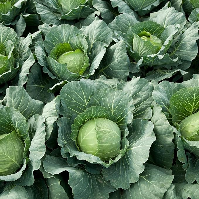 Copenhagen Market Cabbage Seeds for Planting, Over 280 Seeds – Non-GMO, Heirloom – Woods Creek Seeds