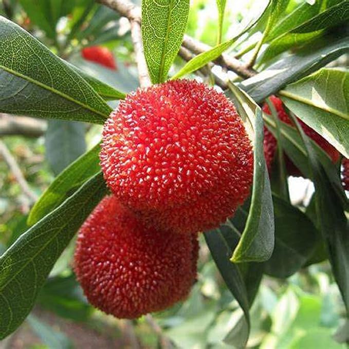 CHUXAY GARDEN 10 Seeds Bayberry Plant,Wax Myrtle Dense Deciduous Shrub Rare Striking Landscaping Plant