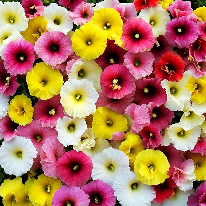 400+ Hollyhock Seeds: Vibrant Carnival Mix (Pink, Yellow, White) for Giant Blooms