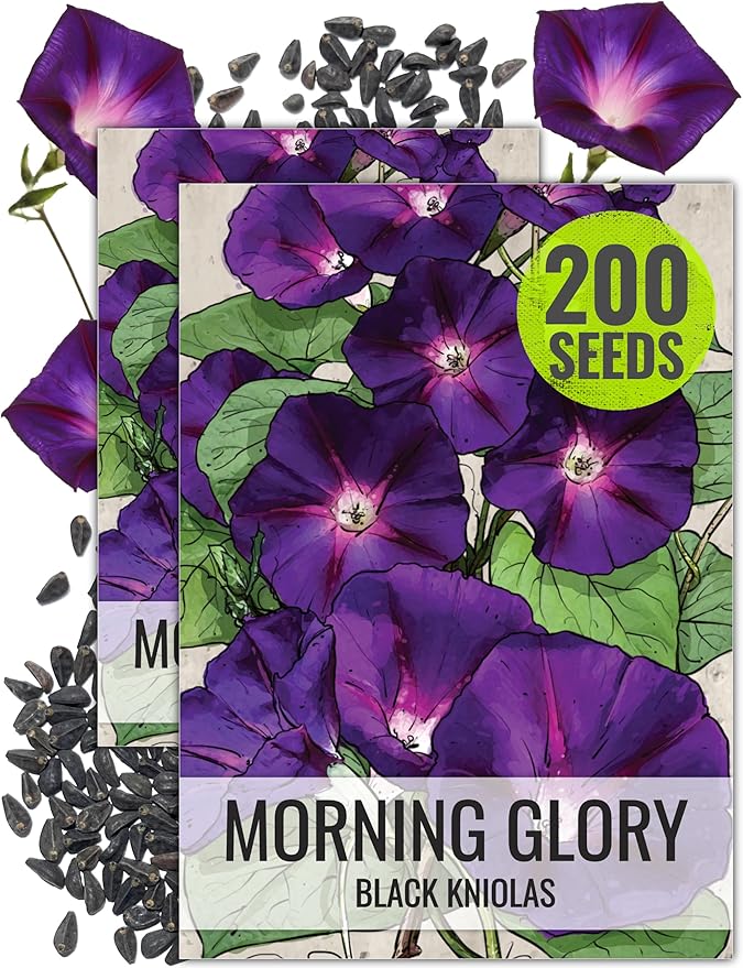 Seed Needs Black Kniolas Morning Glory Seeds for Planting - Heirloom & Open Pollinated Annual Vines - Cover a Fence or Trellis in Deep Purple Almost Black Flowers (2 Packs)