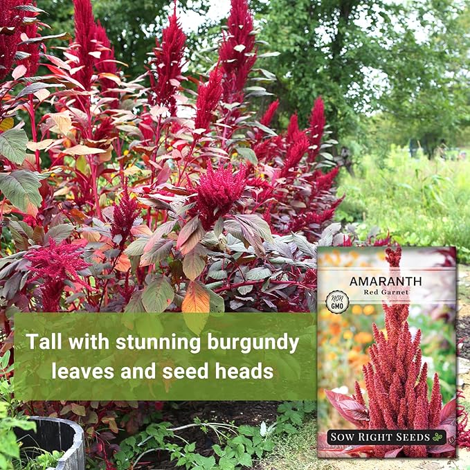 Sow Right Seeds - Red Garnet Amaranth Seeds for Planting - Non-GMO Heirloom Packet with Instructions to Plant & Grow an Outdoor Home Vegetable Garden - Colorful & Unique - Trailing Variety (4)