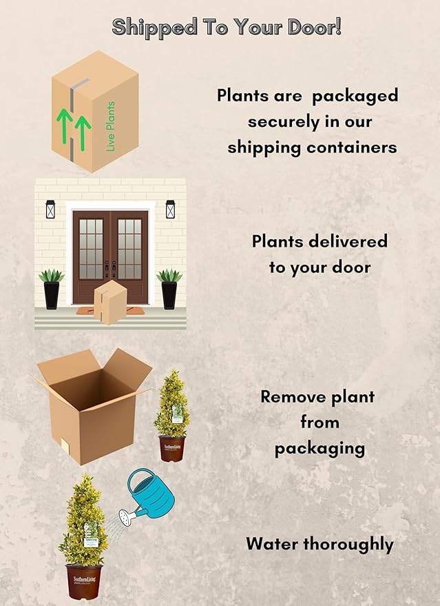 3 Gallon Southern Living Plant Collection Holly Golden Oakland Shrub