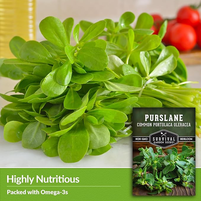 Common Purslane Seed for Planting - 3 Packets with Instructions to Plant and Grow Green Portulaca Oleracea in Your Home Vegetable Garden - Non-GMO Heirloom Variety - Survival Garden Seeds