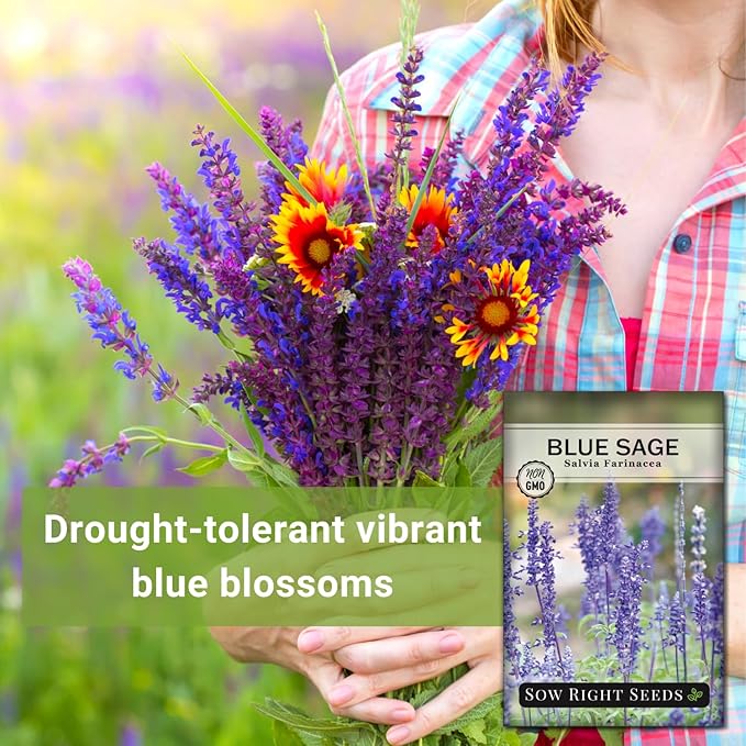 Sow Right Seeds - Blue Sage Wildflower Seed to Plant - Non-GMO Heirloom Seeds - Full Instructions for Planting and Growing Mealycup Sage or Salvia farinacea - Indoors or Outdoor - Gardening Gift (4)