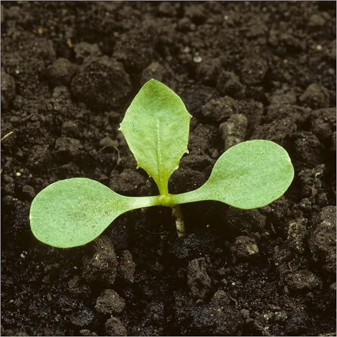 Seed Needs Garnet Stem Dandelion Seeds for Planting - Non-GMO, Heirloom & Untreated Edible Herbs - Organically Grow Your own Food for Tortoises, Rabbits & Bearded Dragons (5 Packs)