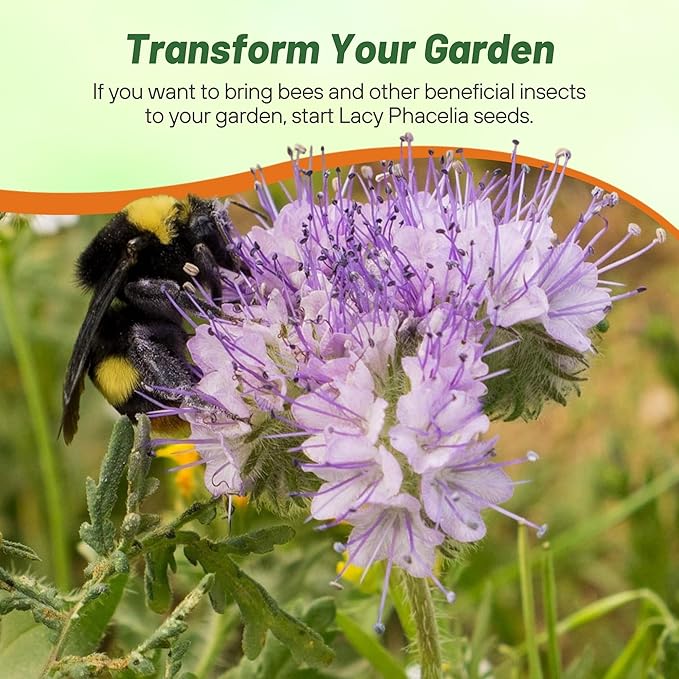 Outsidepride 1 lb. Annual Lacy Phacelia Wild Flower Seeds for Planting