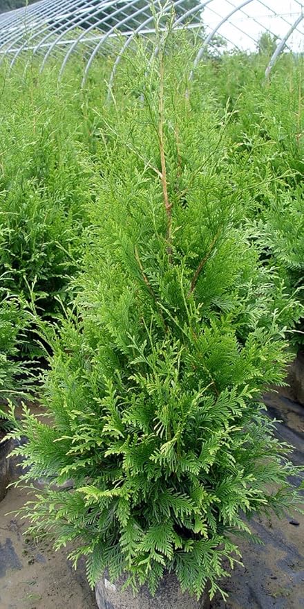 Green Promise Farms ENTHGG03 Live Plant Thuja-X Green Giant Evergreen (Western Arborvitae), 3 Gallon
