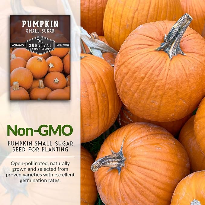 Survival Garden Seeds - Small Sugar Pumpkin Seed for Planting - 2 Packs with Instructions to Plant and Grow Pie Pumpkins in Your Home Vegetable Garden - Non-GMO Heirloom Variety