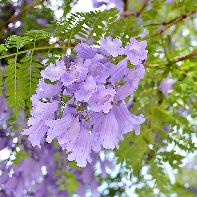 Blue Jacaranda Seeds Jacaranda Mimosifolia Stunning Ornamental Tree Vibrant Blue Flowers Drought Tolerant Low-Maintenance Attract Pollinators as Shade Tree in Parks, Gardens 30Pcs by YEGAOL Garden