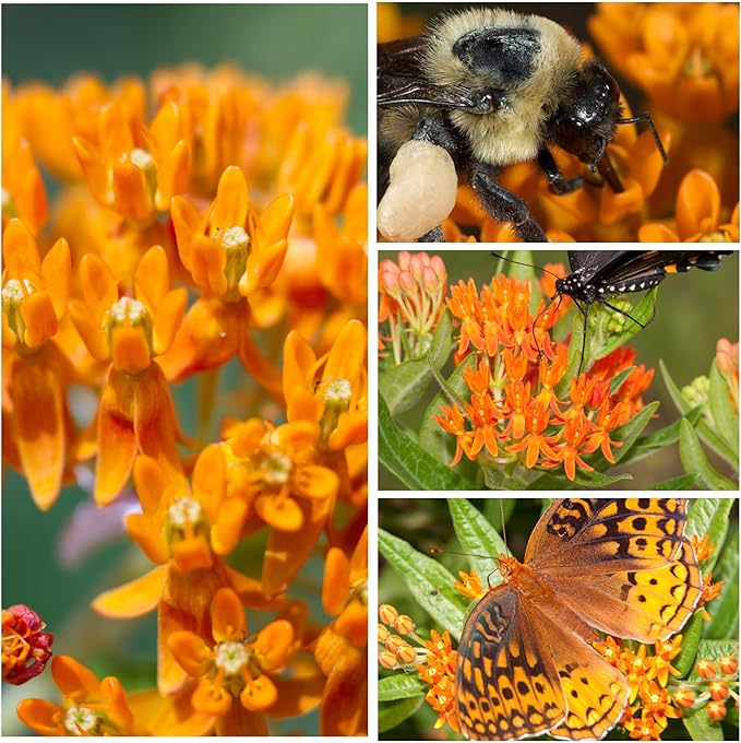 Seed Needs Orange Butterfly Milkweed Seeds for Planting - Heirloom & Untreated - Grow a Butterfly Garden to Attract Monarch Butterflies & Pollinators (5 Packs)