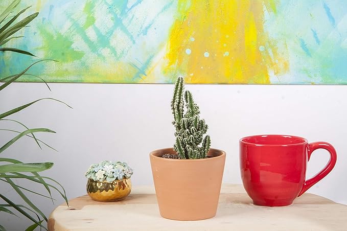 Costa Farms Cactus Live Indoor Plants, Cactus Décor 7 to 10-Inches Tall 10-Inches Tall, Assortment, Fresh From Our Farm