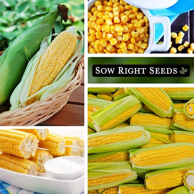 Sow Right Seeds - Bantam Sweet Corn Seed for Planting - Non-GMO Heirloom Packet with Instructions to Plant a Home Vegetable Garden - Grow Sweet Yellow Corn on The Cob - Tall Variety (1)