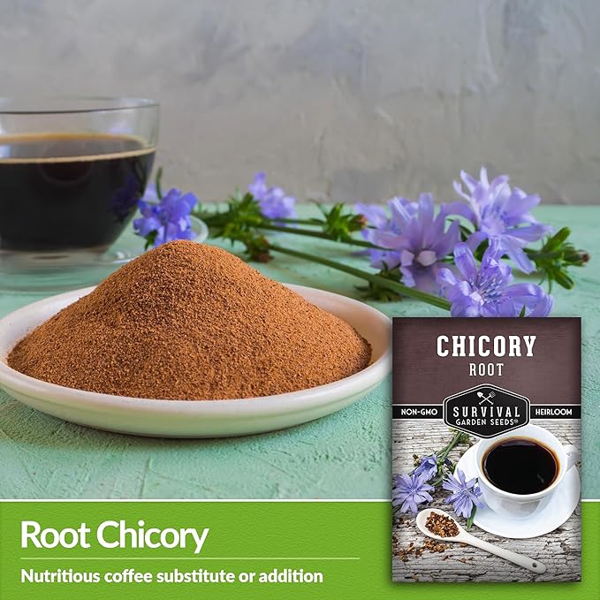 Root Chicory Seed for Planting - 2 Packets with Instructions to Plant and Grow Coffee Chicory in Your Home Vegetable Garden - Non-GMO Heirloom Variety - Survival Garden Seeds