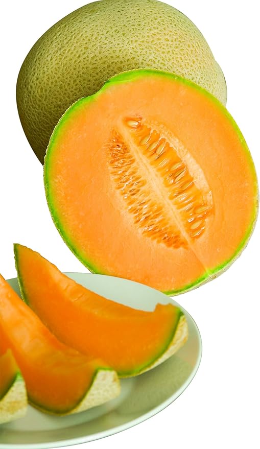 Burpee Hale's Best Jumbo Cantaloupe Melon Seeds 200 seeds