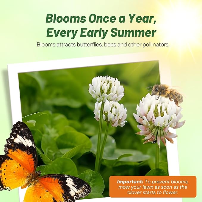 Outsidepride Perennial White MiniClover Seed - 1 lb. Dwarf, Small-Leaved, Drought & Wear-Tolerant Micro Clover Seeds for Lawn, Ideal Low-Maintenance & Easy to Grow Ground Cover Seeds for Home Yard