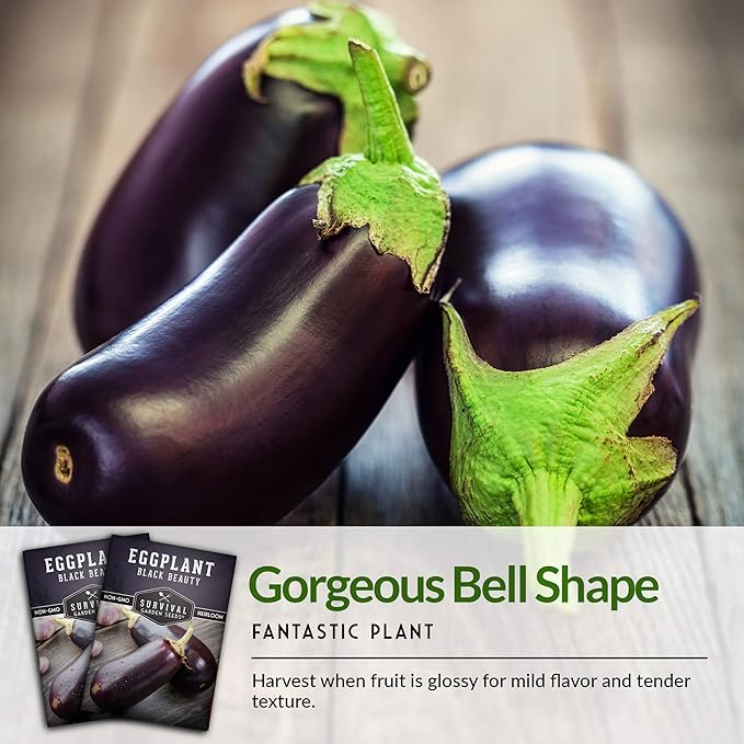 3 Packs Black Beauty Eggplant Seed for Planting - Packet with Instructions to Grow Purple Aubergine Plants in Your Home Vegetable Garden - Non-GMO Heirloom Variety - Survival Garden Seeds