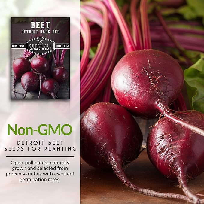 Survival Garden Seeds - Detroit Dark Red Beet Seed for Planting - 3 Packs with Instructions to Plant and Grow Delicious Root Vegetables in Your Home Vegetable Garden - Non-GMO Heirloom Variety