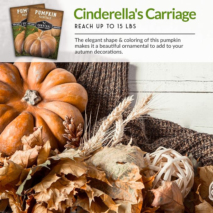 Survival Garden Seeds - Fairy Tale Pumpkin Seed for Planting - 5 Packs with Instructions to Plant and Grow Pumpkins in Your Home Vegetable Garden - Non-GMO Heirloom Variety