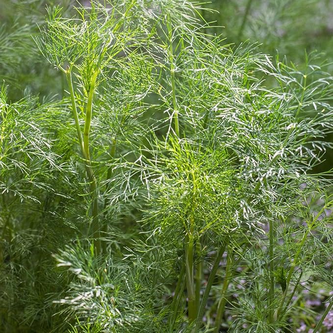 Burpee Dill Seeds