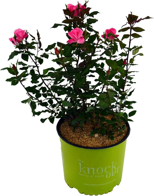 Knock Out Roses - Rosa Knock Out Pink (Rose) Rose, pink flowers, #2 - Size Container