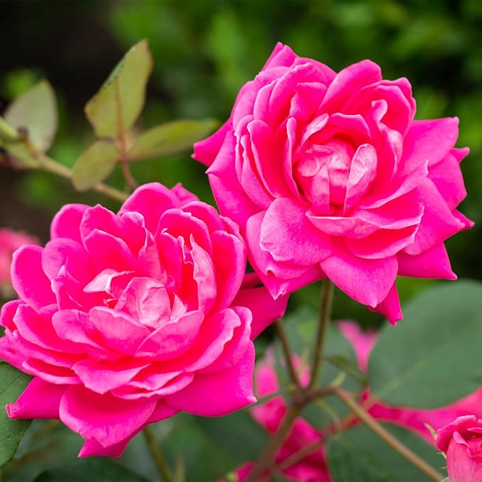 2 Gallon Knock Out Rose Double Pink with Rich Green Foliage