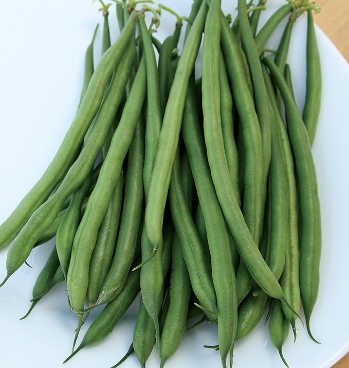 Burpee French Filet Bush Bean Seeds 2 ounces of seed
