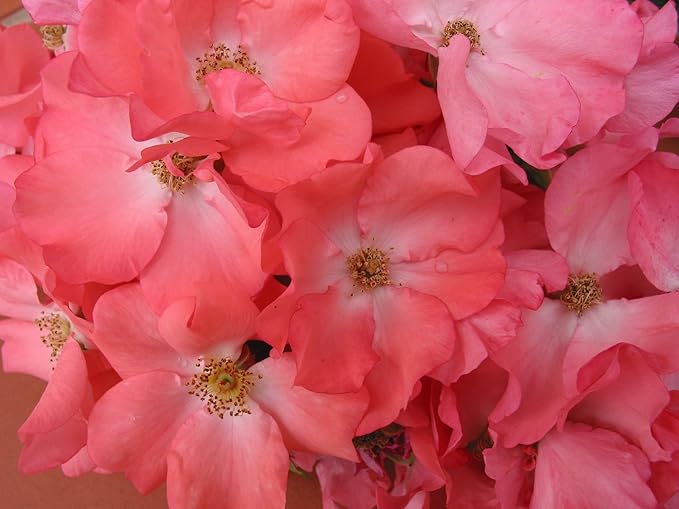 Green Promise Farms Rosa Carpet (Ground Cover) Rose, 2 Size Container, coral flower