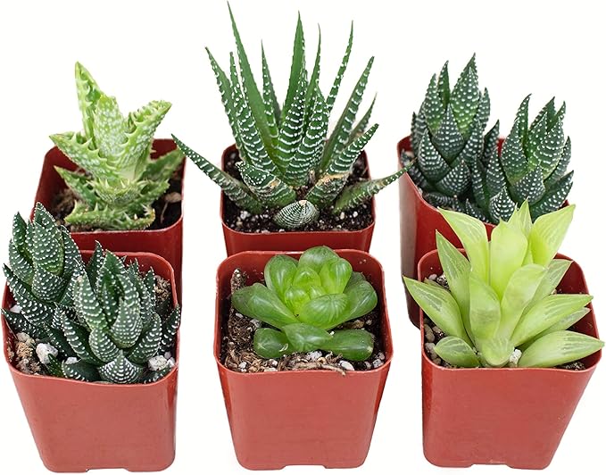 Shop Succulents | Haworthia Collection | Assortment of Hand Selected, Fully Rooted Alluring Miniature Aloe Live Indoor Succulent Plants, 6-Pack,