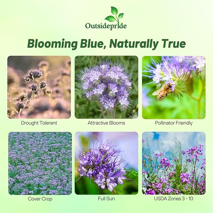 Outsidepride 1 lb. Annual Lacy Phacelia Wild Flower Seeds for Planting
