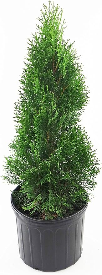 Live plant from Green Promise Farms Thuja occidentalis 'Smargd' Emerald Green Arborvitae Evergreen, 3 Size Container
