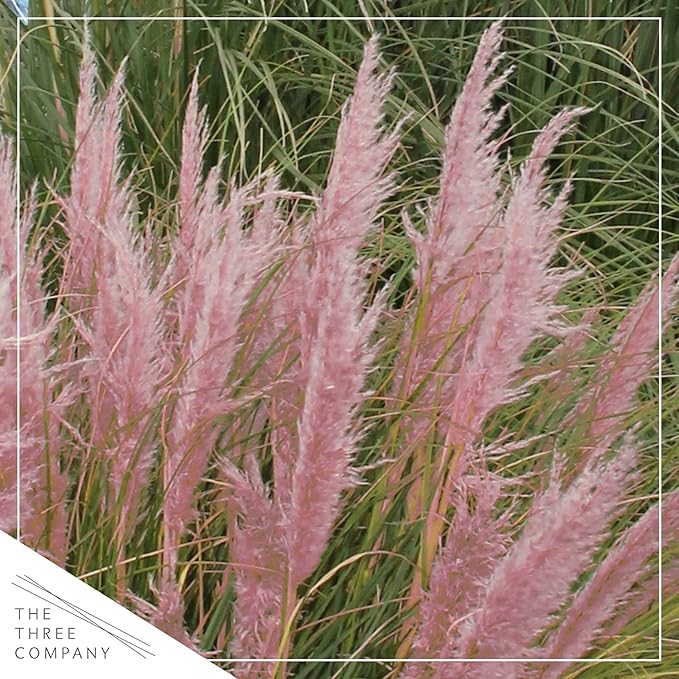 Live Ornamental Perennial Grass - Pink Pampas - Showy Accent Plant - 12" Tall by 6" Wide in 1.5 Quart Pot