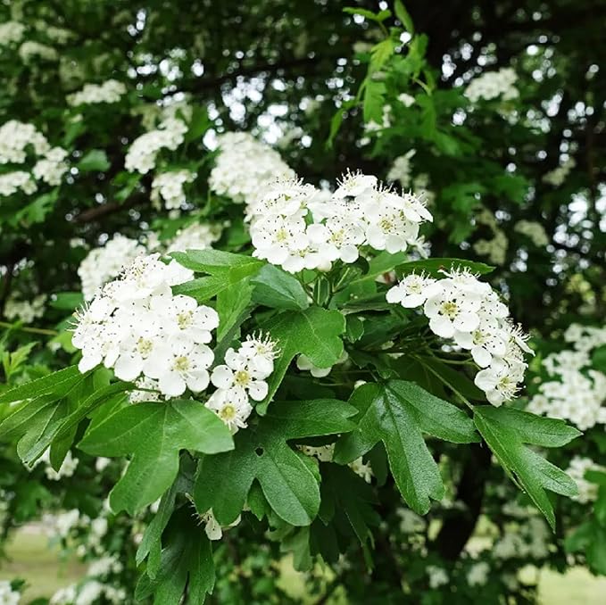 CHUXAY GARDEN 20 Seeds English Hawthorn Seeds for Planting Outdoors Heirloom Crataegus Laevigata Seed Deciduous Shrub Hawthorn Tree Plant Edible Sweet Fruit
