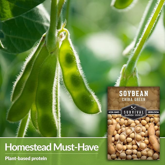 Survival Garden Seeds - Chiba Green Soybean Seed for Planting - 2 Packs with Instructions to Plant and Grow Protein-Rich Edamame Pods in Your Home Vegetable Garden - Non-GMO Heirloom Variety