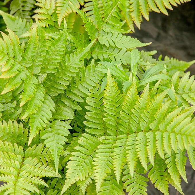 PERFECT PLANTS Autumn Fern Live Plant, Includes Care Guide