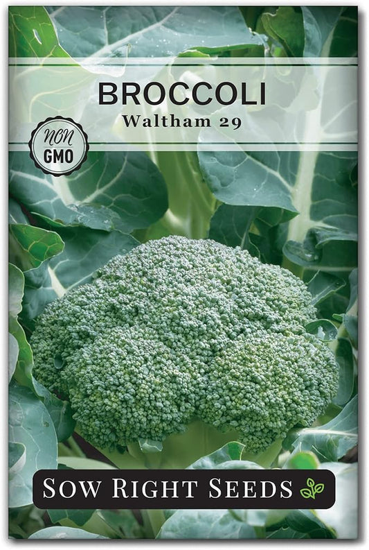 Sow Right Seeds - Waltham 29 Broccoli Seeds for Planting - Non-GMO Heirloom Packet with Instructions to Plant an Outdoor Home Vegetable Garden - Grow Your Own Fresh Green Broccoli - Great Gift (1)