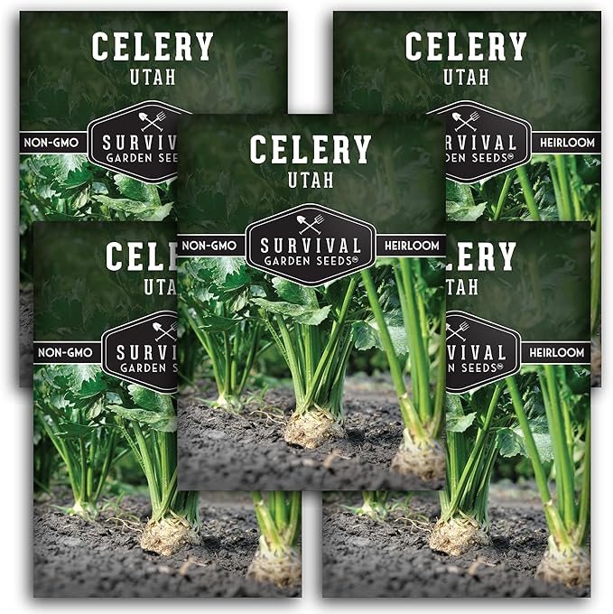 Utah Celery Seed for Planting - 5 Packets with Instructions to Plant & Grow Delicious Celery Plants in Your Home Vegetable Garden - Tender Crisp Non-GMO Heirloom Variety - Survival Garden Seeds