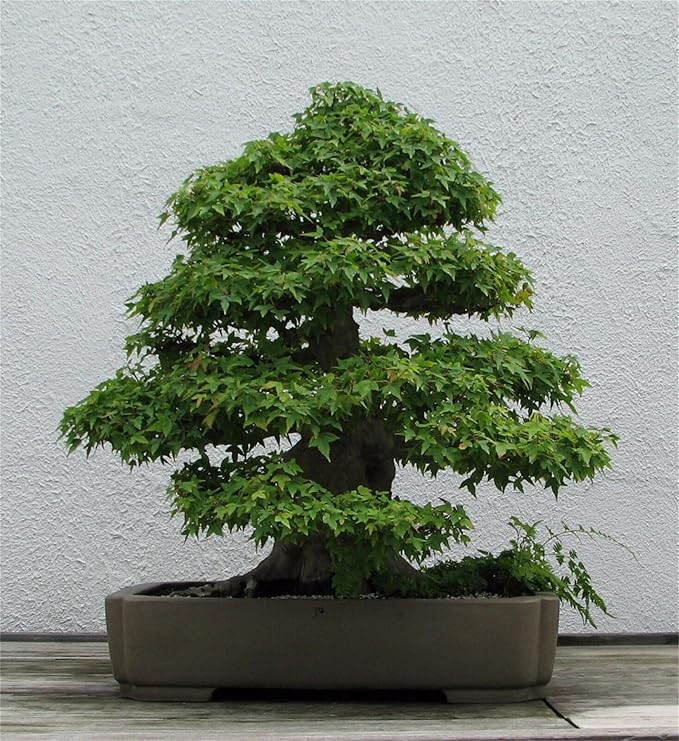 Rare Plant Tree Seeds 20+ Trident Maple Seeds (Acer buergerianum)