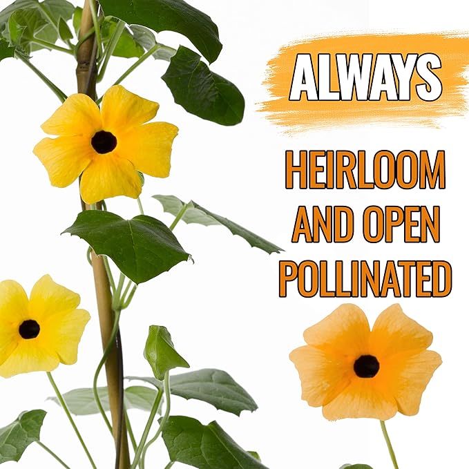 Seed Needs, Black-Eyed Susan Vine Seeds - 100 Heirloom Seeds for Planting Thunbergia alata - Annual Vining Flowers to Cover a Fence or Trellis (2 Packs)