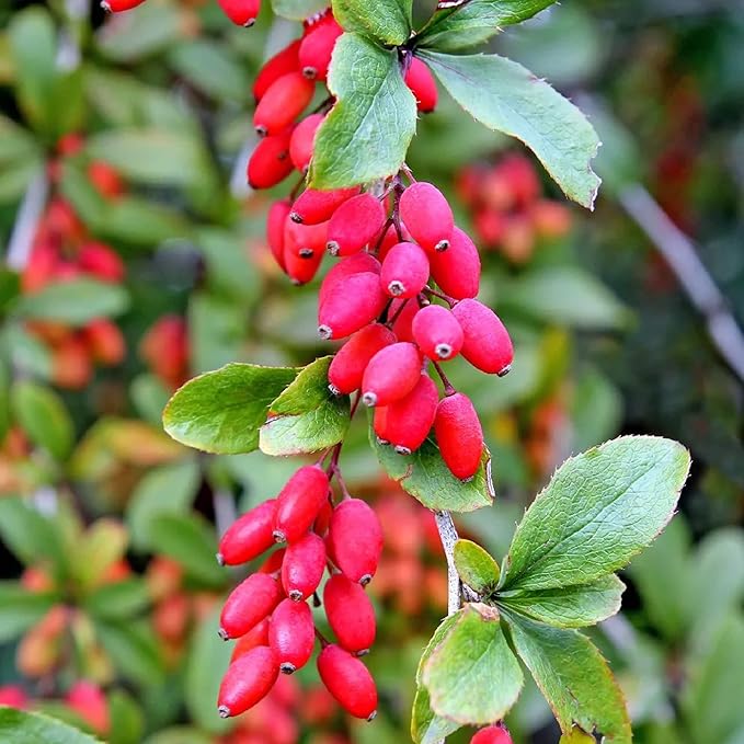 CHUXAY GARDEN European Barberry Seed 20 Seeds Great Berberis Vulgaris Deciduous Shrub Attract Butterflies and Bees Fast Growing & Maintain